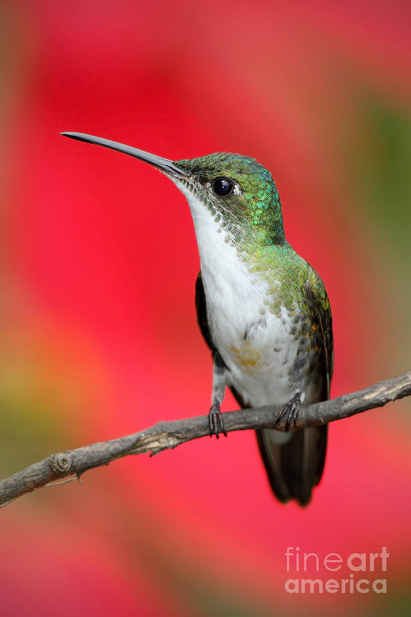 Small Photograph - Small Himmngbird Andean Emerald Sitting by Ondrej Prosicky Small Photograph - Small Himmngbird Andean Emerald Sitting by Ondrej Prosicky