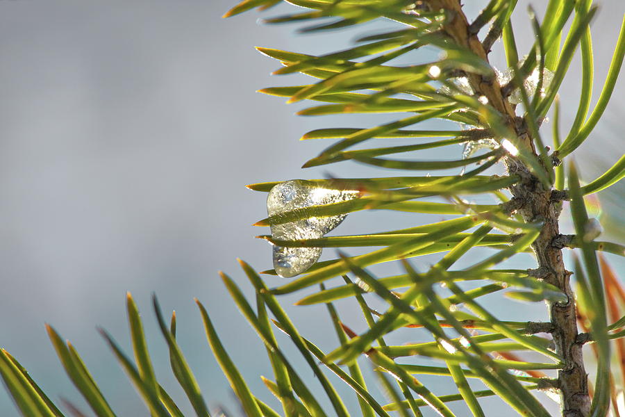 Small icicle on a pine twig Photograph by Intensivelight