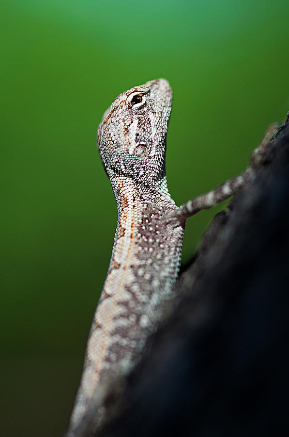 Small Lizard Photograph by Xavier Hoenner Photography
