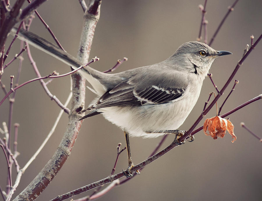 Mockingbird Photograph - Small Miracles by Jody Trappe Photography
