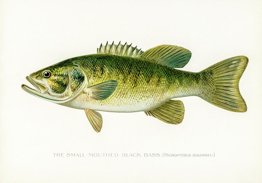 Small Mouth Black Bass Drawing by David Letts