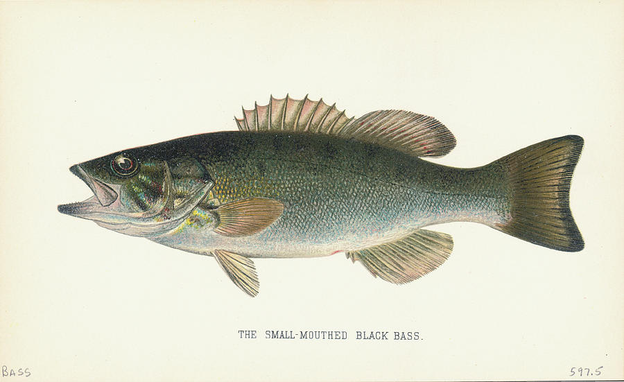Small Mouthed Black Bass Photograph by Kean Collection