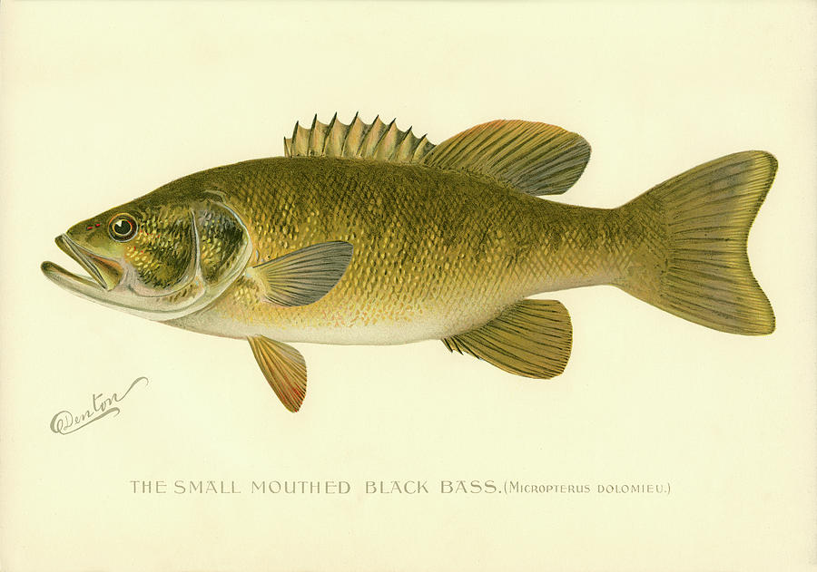 Nature Digital Art - Small Mouthed Black Bass by Print Collection