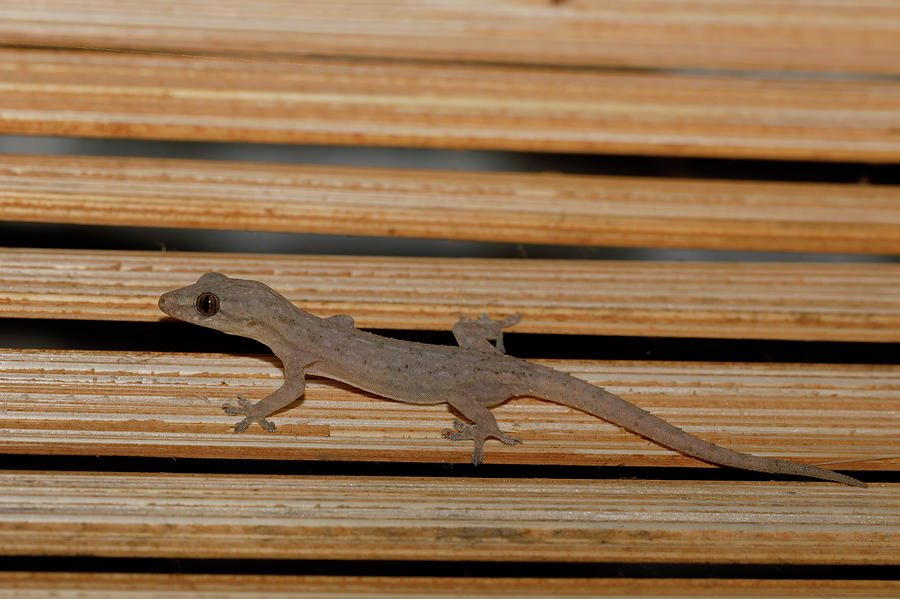 Small night gecko Amber Moutain Madagascar Photograph by Artush Foto ...