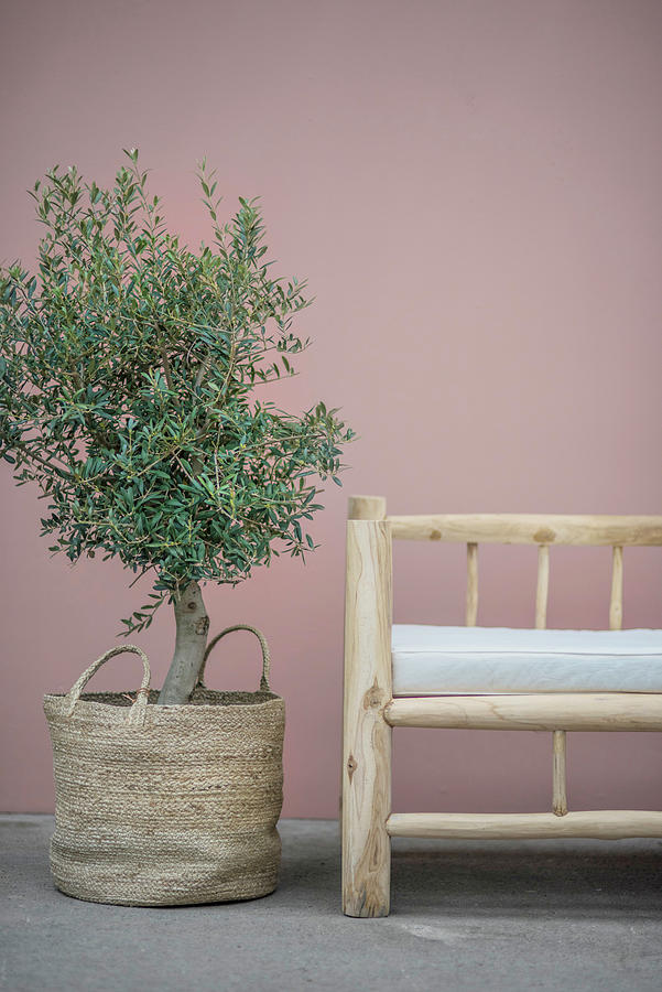 Small Olive Tree In Basket Next To Rustic Wooden Bench Photograph by Magdalena Bjrnsdotter
