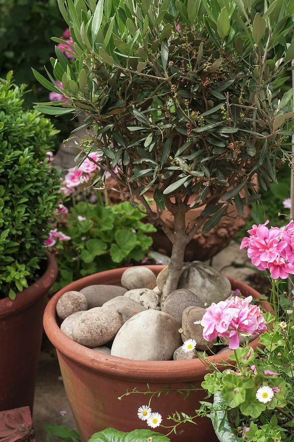 Small Olive Tree In Terracotta Pot Dressed With Large Pebbles In Garden Photograph by Linda Burgess
