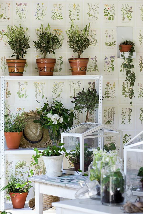 Small Olive Trees On Plant Shelf Against Wallpaper With Botanical Pattern Photograph by Annette Nordstrom