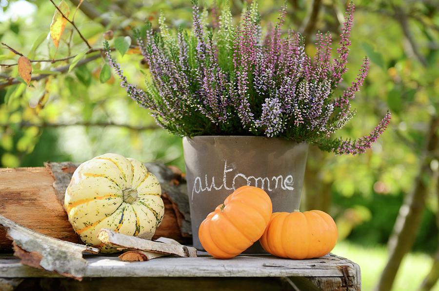 Small Ornamental Gourds And Potted Heather alpine Heather On Rustic Table Outside Photograph by Sonia Chatelain