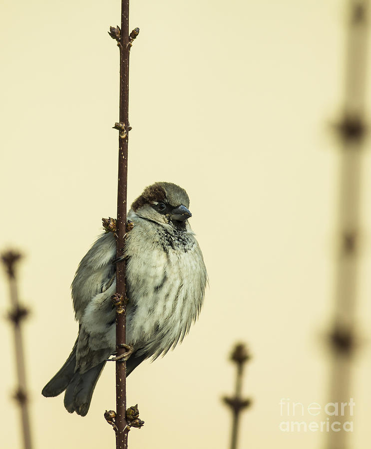 Small Photograph - Small Passerine Bird Sitting On The by Martin Janca Small Photograph - Small Passerine Bird Sitting On The by Martin Janca