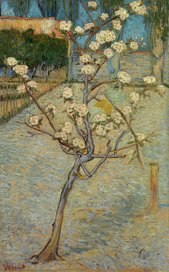 Vincent Van Gogh Painting - Small Pear Tree in Blossom. by Vincent van Gogh -1853-1890-