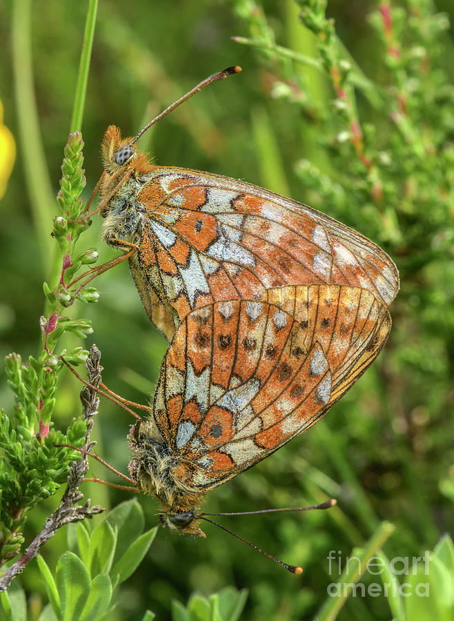 Butterfly Photograph - Small Pearl-bordered Fritillaries by Bob Gibbons/science Photo Library