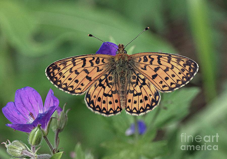 Butterfly Photograph - Small Pearl-bordered Fritillary Butterfly by Bob Gibbons/science Photo Library