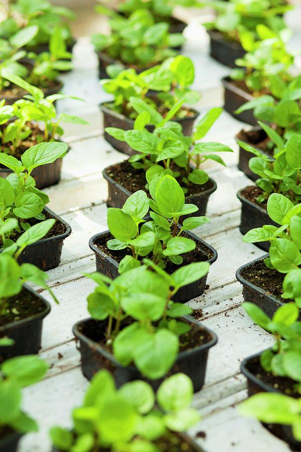 Small Peppermint Plants Photograph by Studio Lipov - Fine Art America