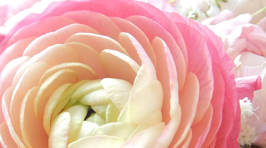 # small pink Ranunculus flower Photograph by THERESA Nye