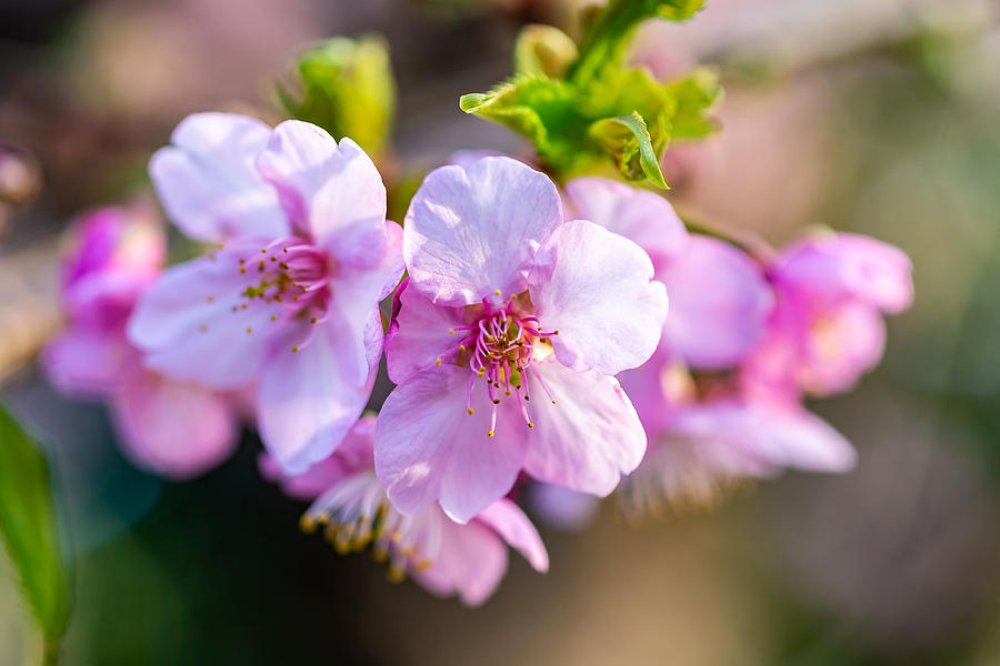 Small Pink Sakura Blossoms Photograph by Dave Hansche | Fine Art America