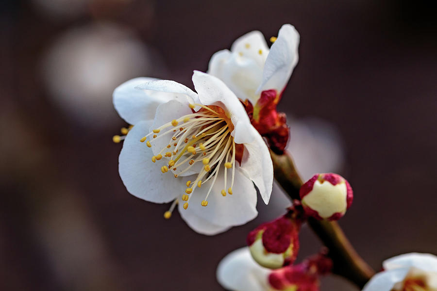 Small Plum Blossom Photograph by Dave Hansche - Fine Art America