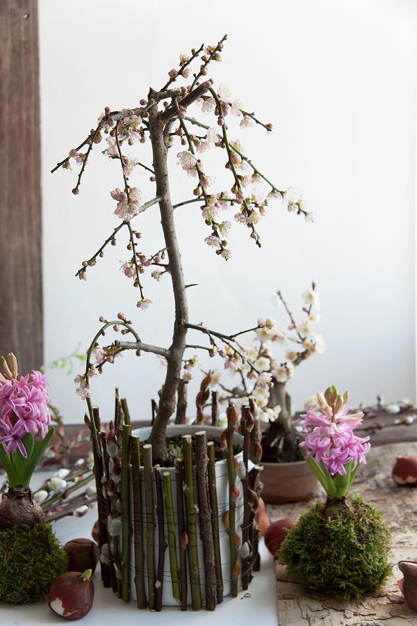 Small Plum Tree And Hyacinths Photograph by Martina Schindler