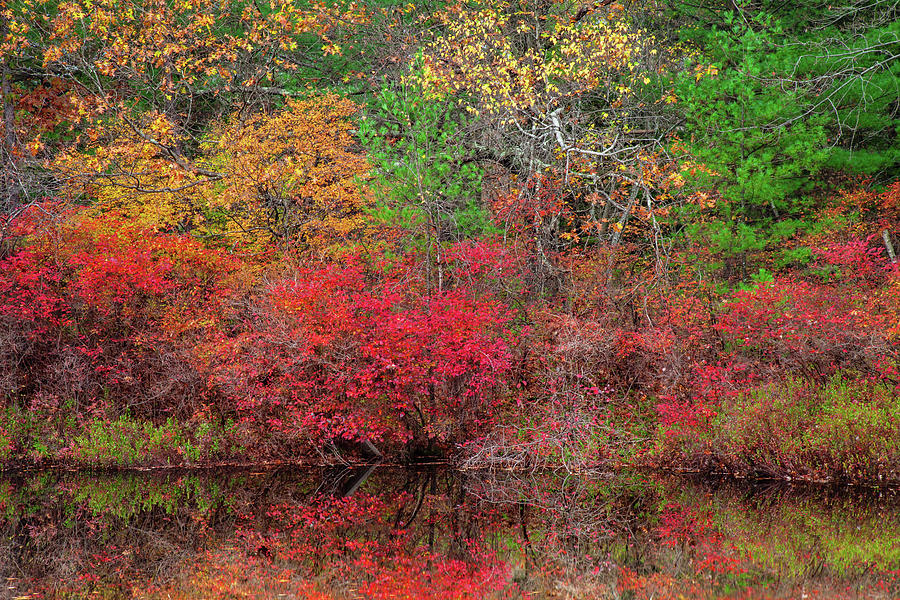 Small Pond In Autumn Photograph by Michael Gadomski