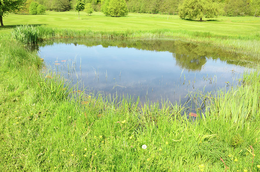 Small Pond In The Middle Of A Green Photograph by Knaupe
