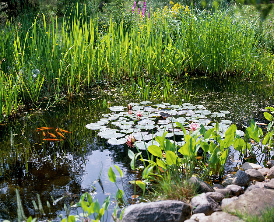 Small Pond With Goldfish Photograph by Friedrich Strauss - Fine Art America