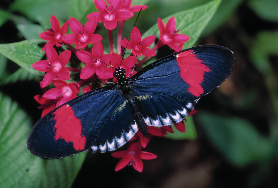 Small Postman Butterfly Heliconius Photograph by Nhpa