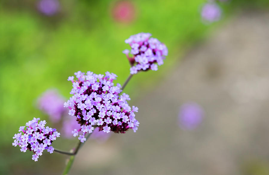 Small purple flowers Photograph by Scott Lyons