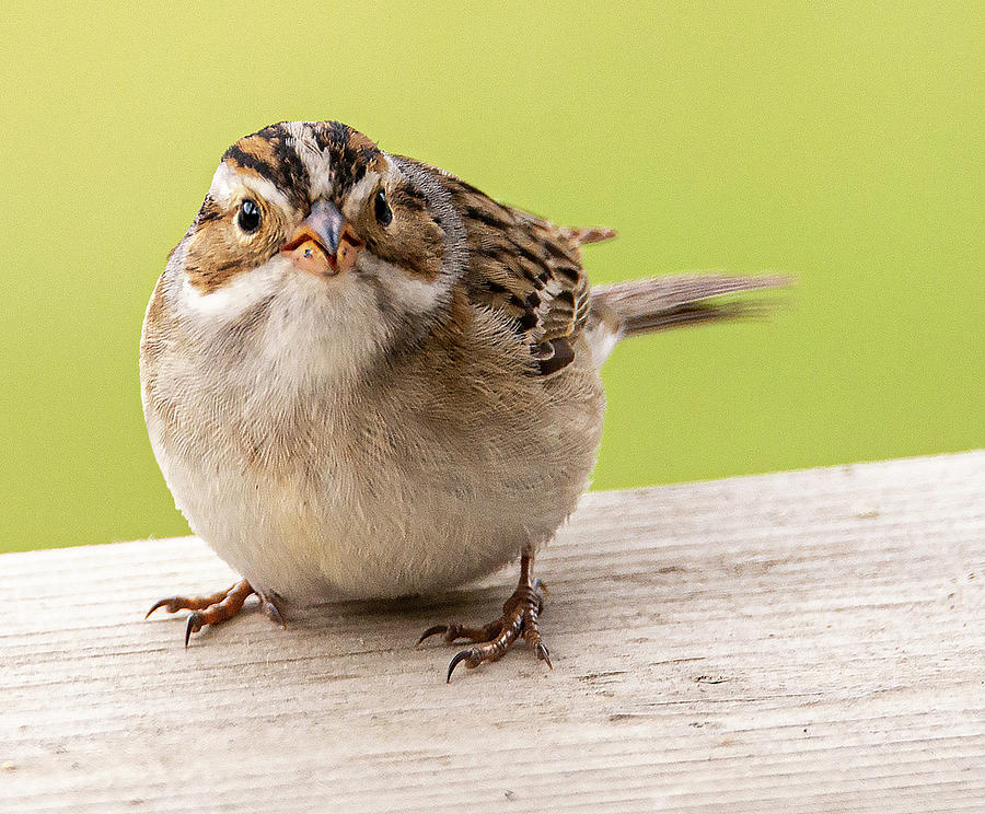 Bird Photograph - Small Round Bird by Phil And Karen Rispin