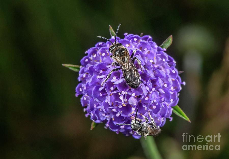 Small Scabious Mining Bees Photograph by Bob Gibbons/science Photo Library