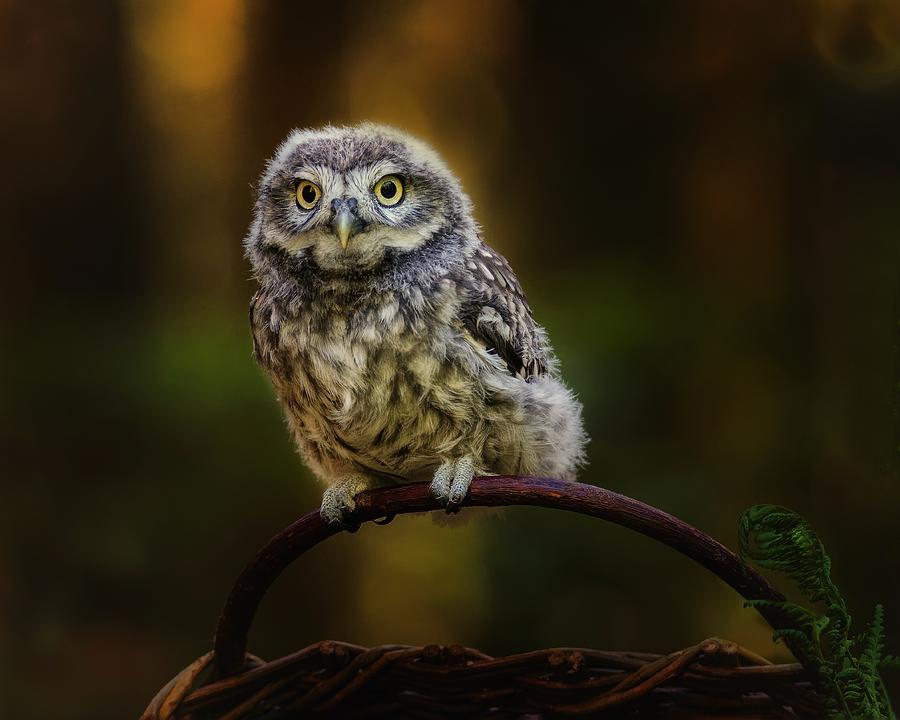Owl Photograph - Small Screech Owl by Michaela Fireov