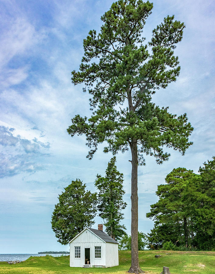 Small Shack With A Tall Tree Photograph By Terry Thomas