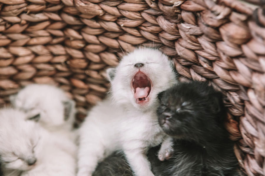 Cincinnati Photograph - Small Siamese Kitten Yawning - 2 Weeks Old by Cavan Images