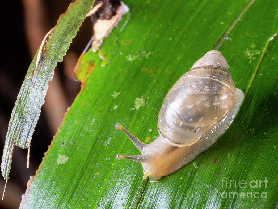 Small Snail Active In The Rainforest Photograph by Dr Morley Read/science Photo Library
