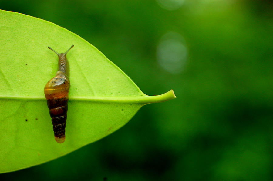 Small Snail On A Leaf Photograph by Meredith Winn Photography