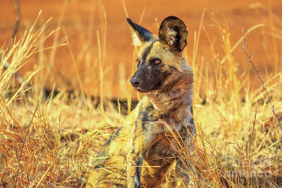Small Spotted Hyena Photograph by Benny Marty