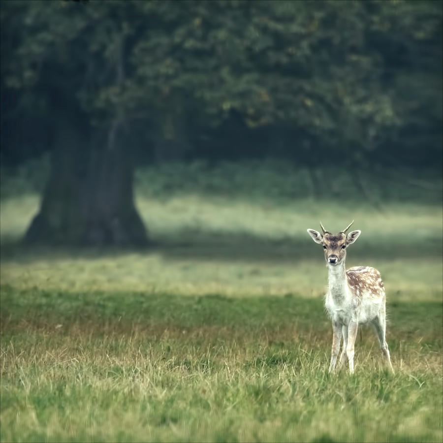 Small Stag In Front Of Big Tree Photograph by Blackcatphotos