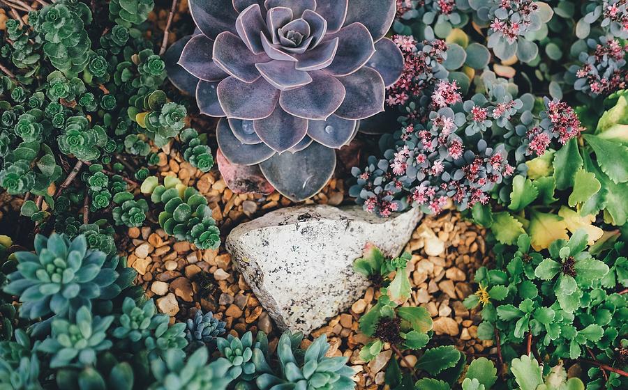 Small succulent garden Photograph by Top Wallpapers