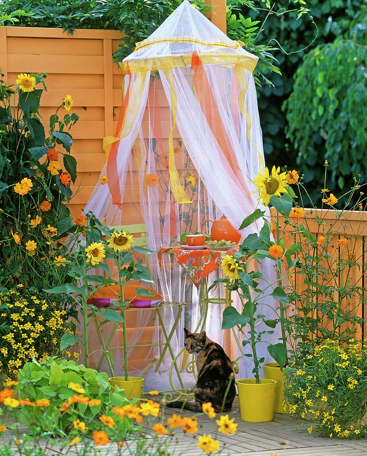 Small Tea Table Under Mosquito Net And Sunflowers On Balcony Photograph by Friedrich Strauss