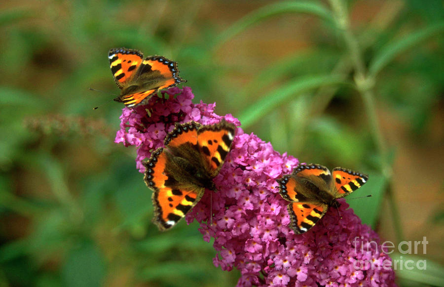 Wildlife Photograph - Small Tortoiseshell Butterflies by Mrs W D Monks/science Photo Library
