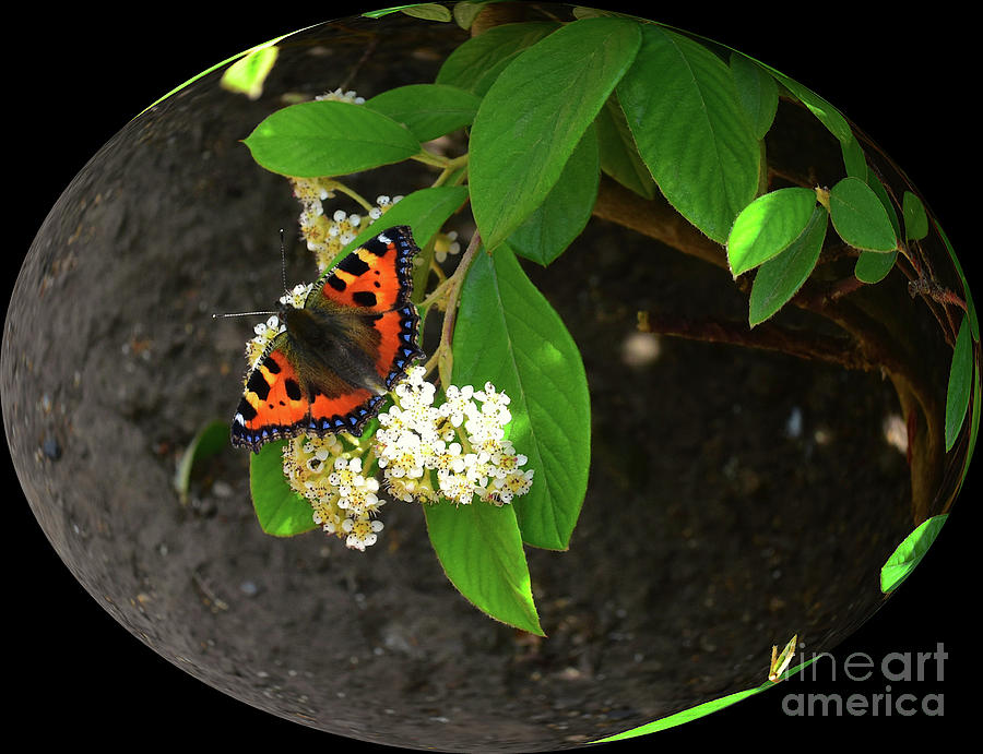 Small Tortoiseshell Butterfly - 2 Photograph by Yvonne Johnstone