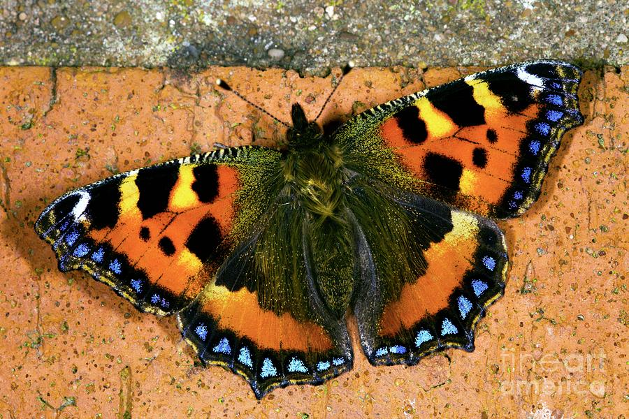 Butterfly Photograph - Small Tortoiseshell Butterfly by Dr Keith Wheeler/science Photo Library