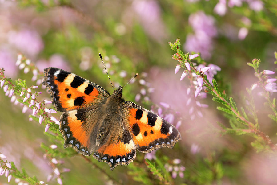 Small Tortoiseshell Butterfly, Westhay, Somerset Levels, Uk Photograph ...