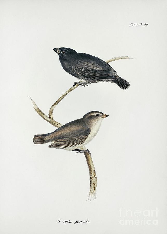 Small Tree Finch Photograph by Library Of Congress, Rare Book And Special Collections Division/science Photo Library