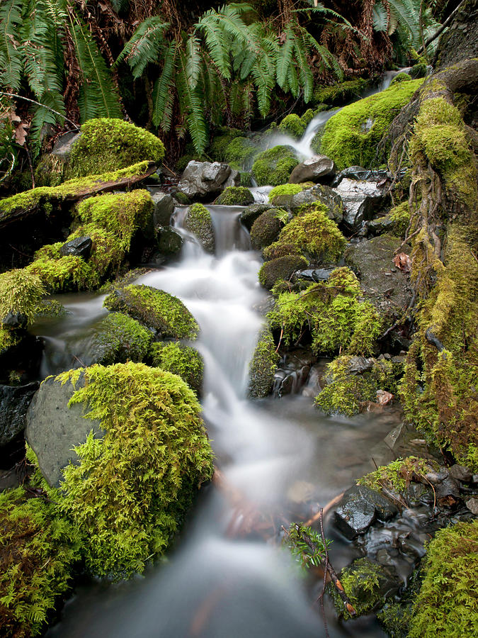 Small Tributary To Elwha River, Olympic by Danita Delimont