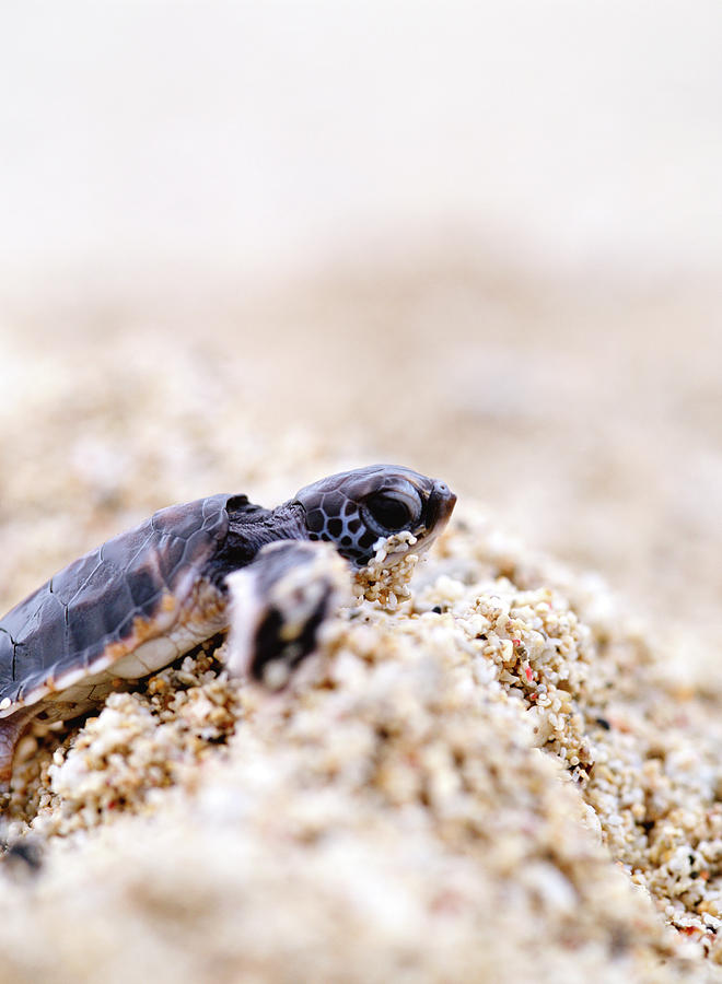 Small Turtle On Sand Digital Art by Hiroshi Takano - Fine Art America