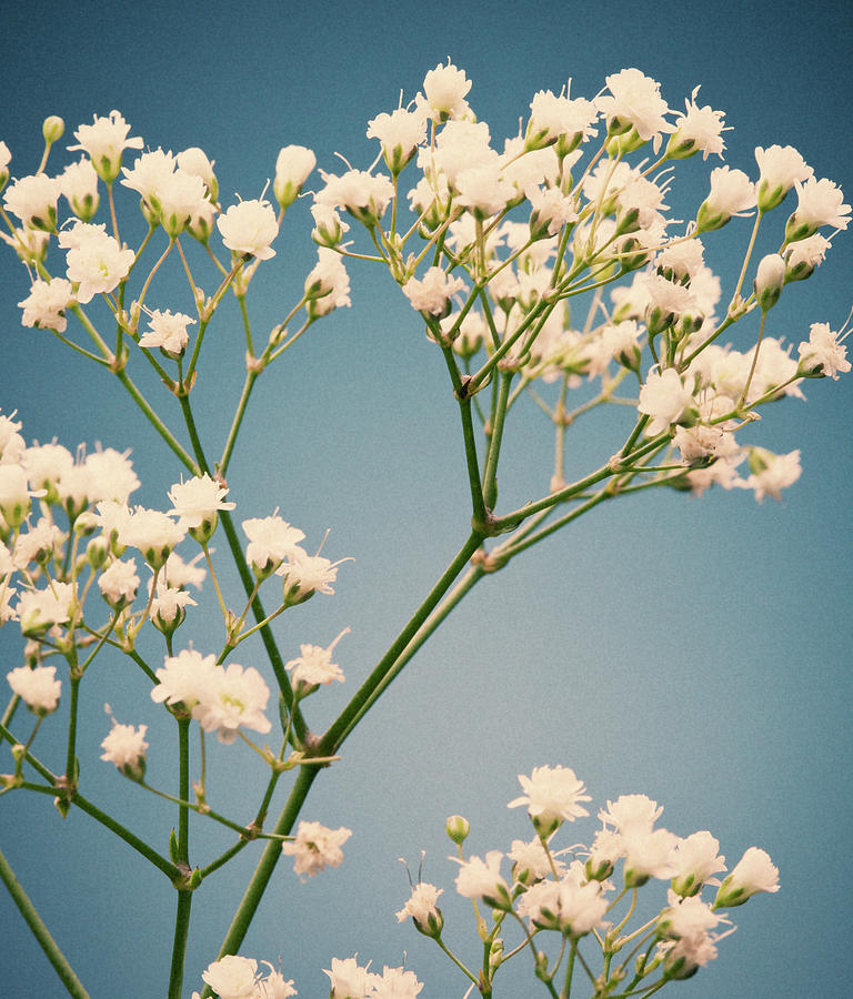 Small White Flowers, Vintage Film Color Photograph by William Andrew
