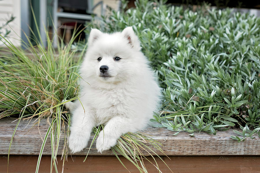 Tiny white hotsell fluffy puppy