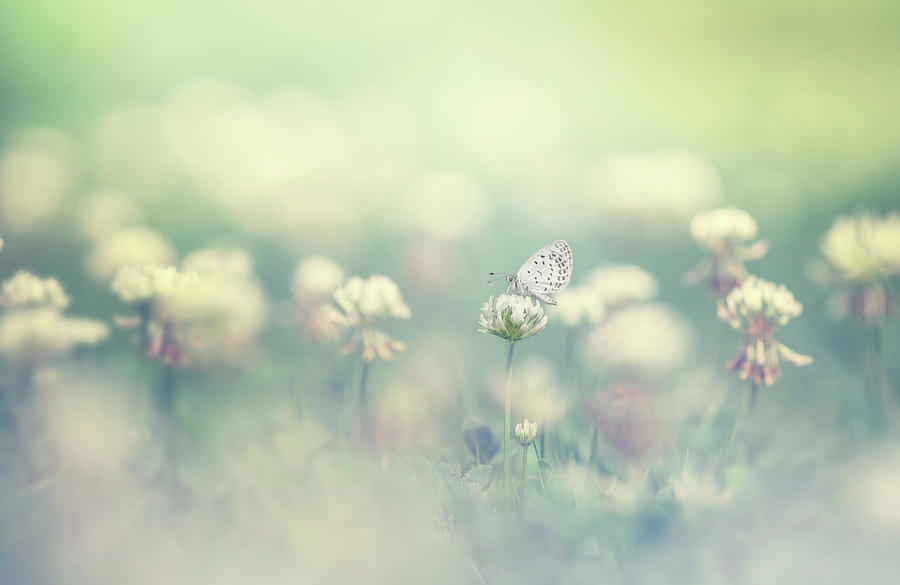 Flower Photograph - Small World by Takashi Suzuki