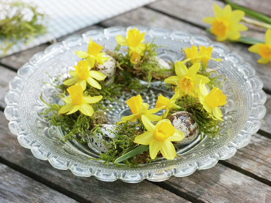 Small Wreath Of Narcissi, Moss And Quails Eggs On Plate Photograph by Friedrich Strauss
