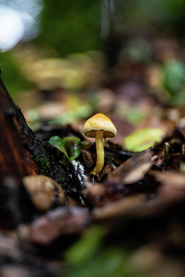 Small Mycena mushroom growing on a log Shower Curtain