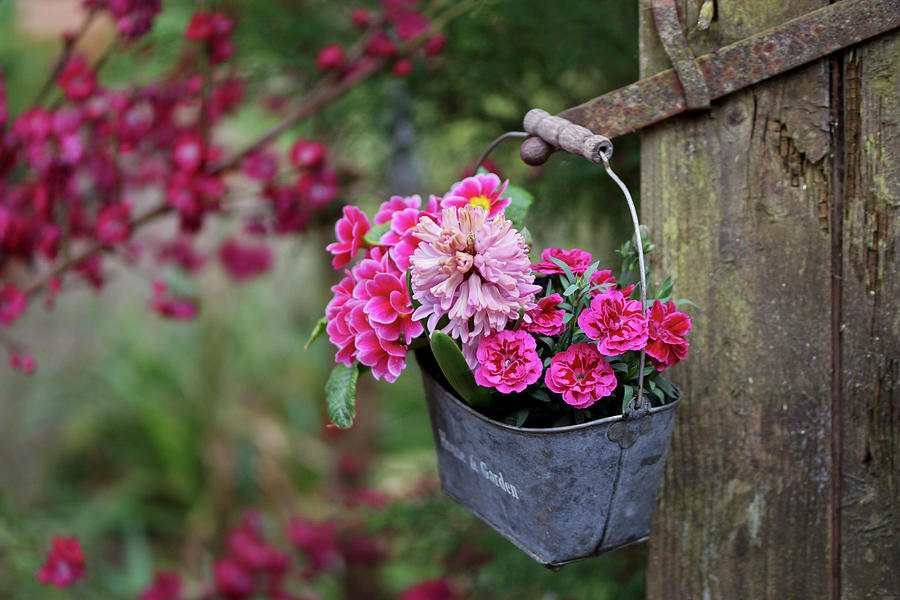Small Zinc Basket With Carnation, Hyacinth And Primroses Photograph by Angelica Linnhoff